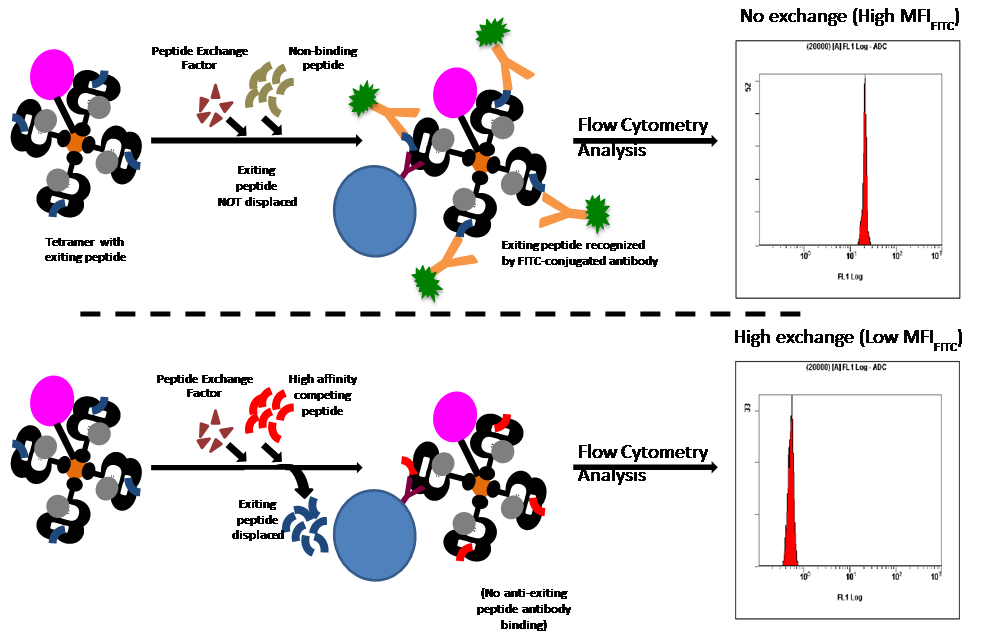 The Lab Notebook: The MBL International Blog | Peptide